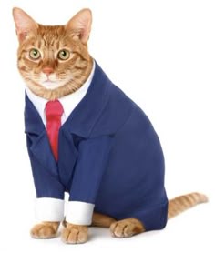 Gato licenciado